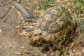 Hermann tortoise at Albera reproduction center, Spain