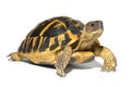 Hermann tortoise, tortule from southern France