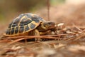 Hermann tortoise, tortule from southern France