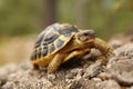 Hermann tortoise, tortule from southern France