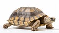 Hermann tortoise turtle dhermann testudo hermanni isolated white background. AI Generative