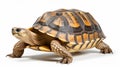 Hermann tortoise turtle dhermann testudo hermanni isolated white background. AI Generative