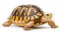 Hermann tortoise turtle dhermann testudo hermanni isolated white background. AI Generative