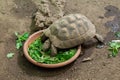 Hermann's tortoise (Testudo hermanni).