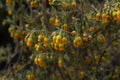 Hermannia cuneifolia yellow fynbos flowers