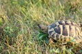 Hermanns tortoise eating grass 2