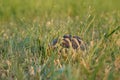 Hermanns tortoise eating grass 5