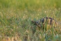 Hermanns tortoise eating grass 6