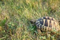 Hermanns tortoise eating grass 3