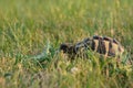 Hermanns tortoise eating grass 4