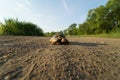 Hermanns tortoise on pond dam 2