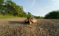 Hermanns tortoise on pond dam 3