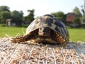 Hermanns tortoise testudo hermanni closeup 9
