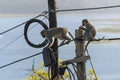 Monkeys sitting on telegraph pole. South Africa