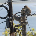 Vervet monkeys playing high up a pole
