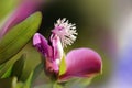 Macro of Polygala Myrtifolia flower