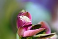 Macro of Polygala Myrtifolia flower