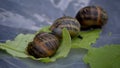 Hermaphrodite, snail gang band at a garden Royalty Free Stock Photo