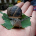 Hermaphrodite, snail at a garden