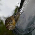 Hermaphrodite, snail at a garden