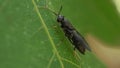 Hermetia illucens. Black soldier fly insect