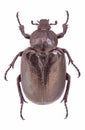 Hermit Beetle (Osmoderma eremita)