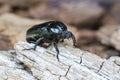 Hermit beetle (Osmoderma eremita)