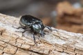 Hermit beetle Osmoderma eremita