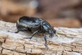 Hermit beetle Osmoderma eremita (sin. O.barnabita) on rotten vood Royalty Free Stock Photo