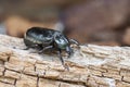 Hermit beetle on rotten vood