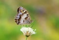 The Hermit butterfly , Chazara briseis at meadow Royalty Free Stock Photo