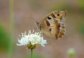 The Hermit butterfly , Chazara briseis at meadow Royalty Free Stock Photo