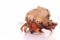 Hermit Crab