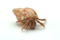 Hermit Crab