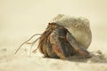 Hermit crab