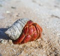 Hermit Crab Royalty Free Stock Photo