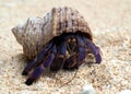 Hermit Crab. Royalty Free Stock Photo