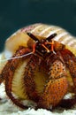 Hermit crab Royalty Free Stock Photo