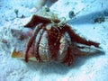 Hermit crab #2 Royalty Free Stock Photo