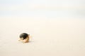 Hermit crab Royalty Free Stock Photo