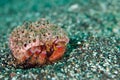 Hermit crab Royalty Free Stock Photo
