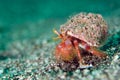 Hermit crab Royalty Free Stock Photo