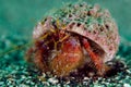 Hermit crab Royalty Free Stock Photo