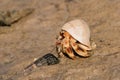 Hermit crab