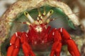 Hermit Crab Royalty Free Stock Photo