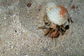 Hermit crab Royalty Free Stock Photo