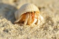 Hermit Crab on a beach Royalty Free Stock Photo