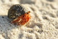 Hermit Crab on a beach Royalty Free Stock Photo