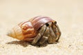 Hermit Crab on a beach Royalty Free Stock Photo