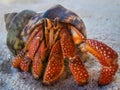 Hermit crab on beach in Hawaii Royalty Free Stock Photo